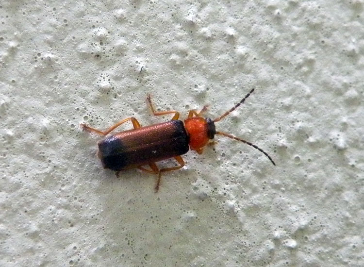 Non mi sembra un Cantharidae... Cratosilis laeta!